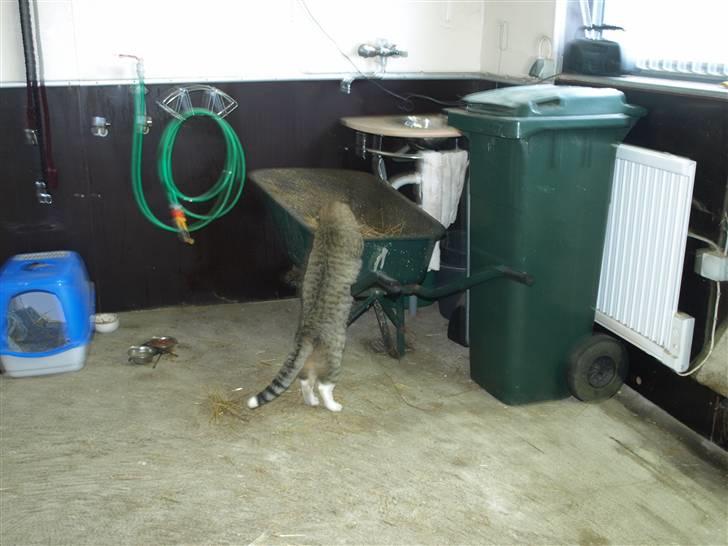 Blanding af racer Oliver billede 5