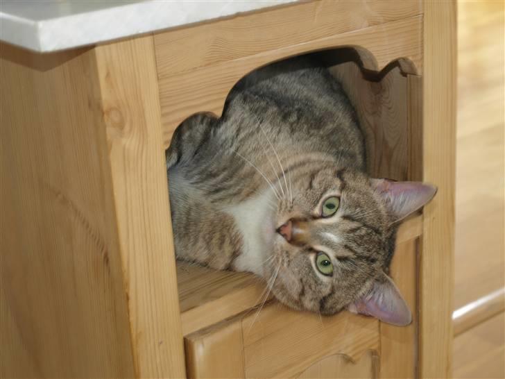 Blanding af racer Oliver billede 6