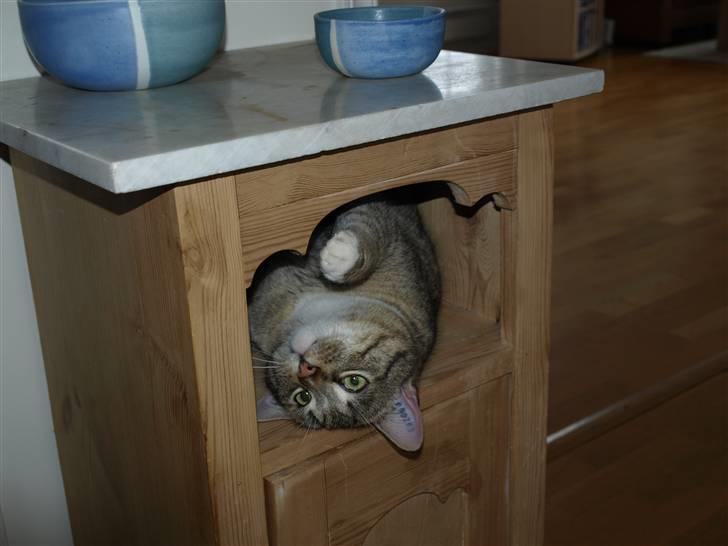 Blanding af racer Oliver billede 7