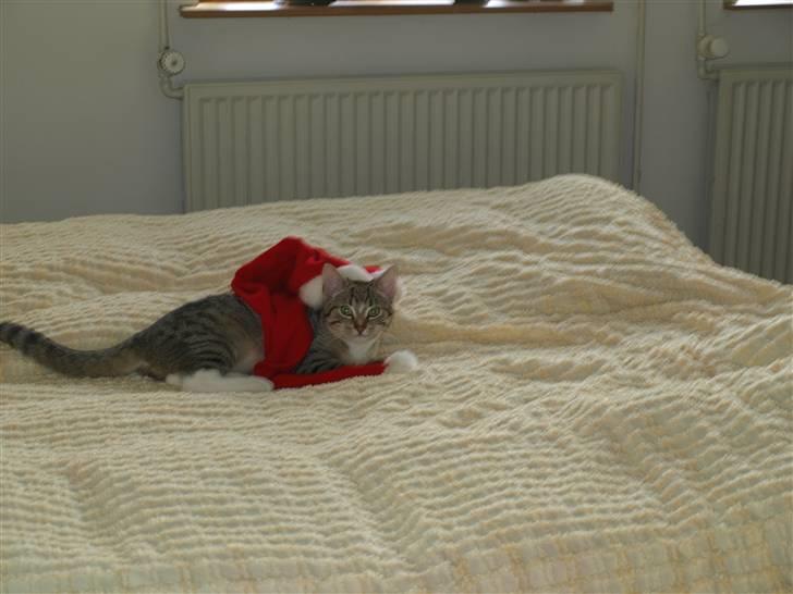 Blanding af racer Oliver billede 8