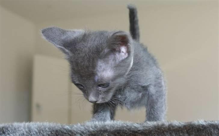 Korat Primprau's Holy Omatikaya - 6 uger billede 4