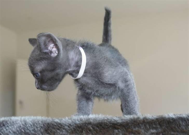 Korat Primprau's Holy Omatikaya - 6 uger billede 5