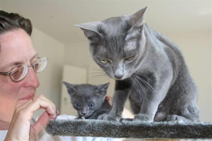 Korat Primprau's Holy Tsaheylu - 6 uger billede 4