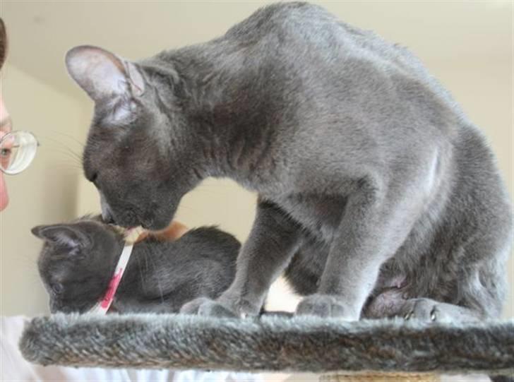 Korat Primprau's Holy Tsaheylu - 6 uger billede 5