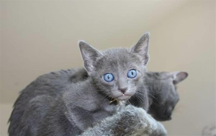 Korat Primprau's Holy Eytukan - 6 uger billede 3