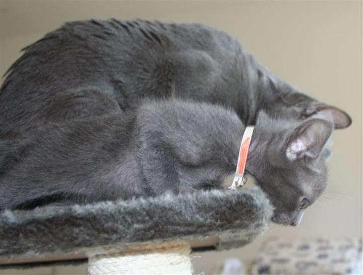 Korat Primprau's Holy Eytukan - 6 uger billede 4