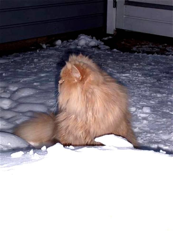 Perser Giorgio (RIP 2012) - i sneen i vinteren 2009/2010 billede 20