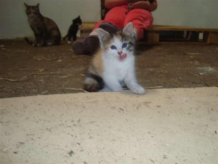 Blanding af racer Tinka *RIP* billede 12