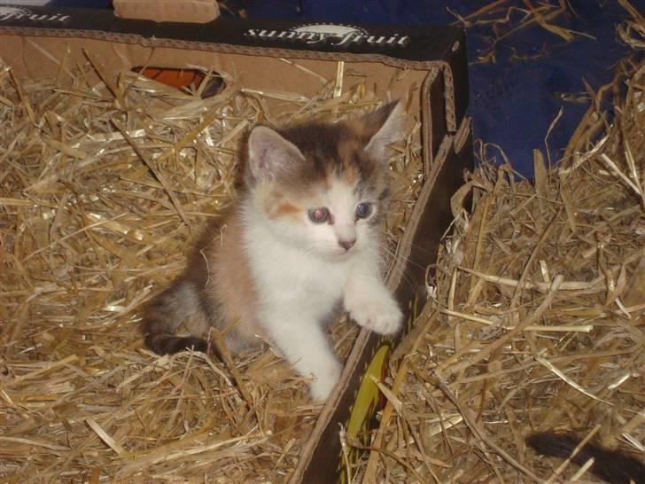 Blanding af racer Tinka *RIP* billede 14