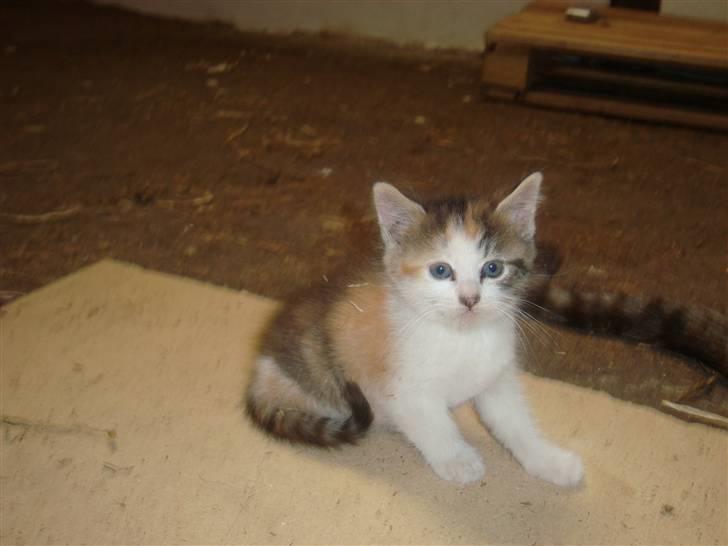 Blanding af racer Tinka *RIP* billede 16