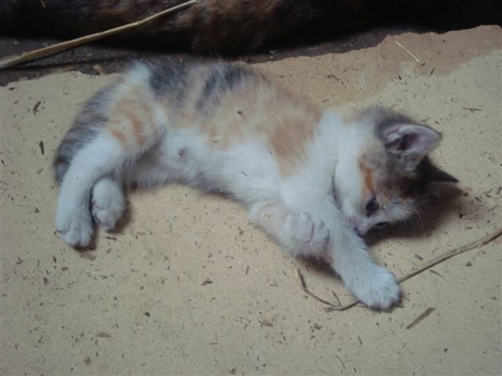 Blanding af racer Tinka *RIP* billede 18