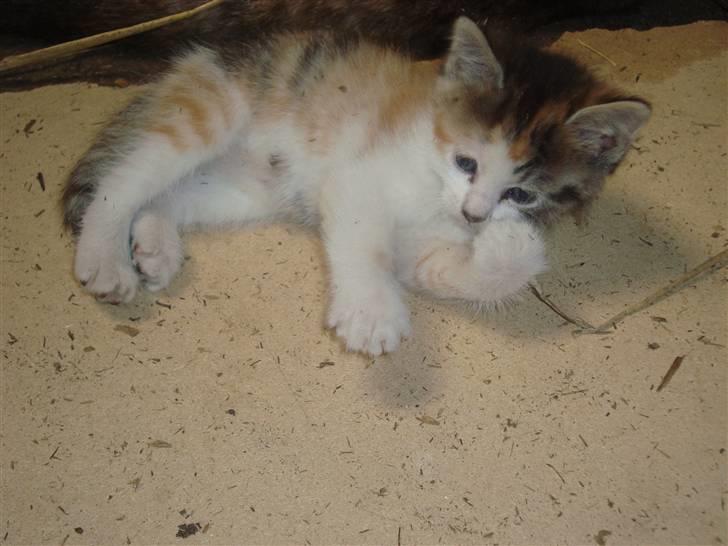 Blanding af racer Tinka *RIP* billede 19