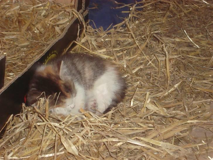 Blanding af racer Tinka *RIP* billede 20