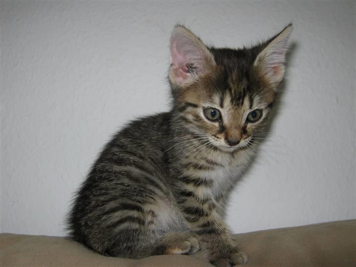 Blanding af racer Cirkeline - 10 uger og 645 g billede 1