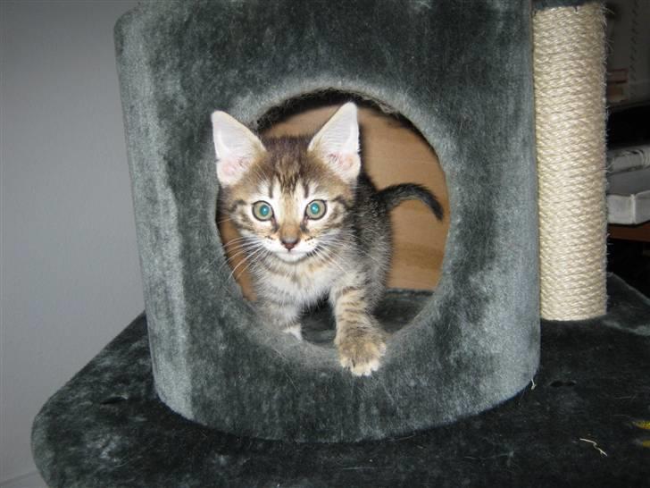 Blanding af racer Cirkeline billede 2