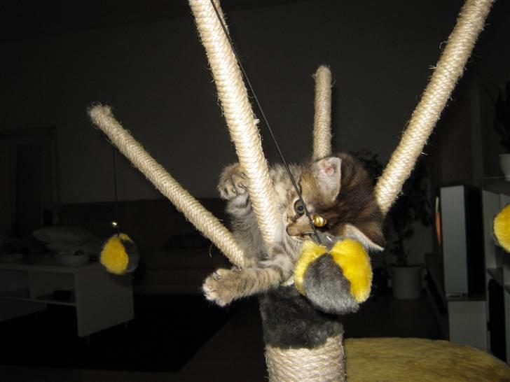 Blanding af racer Cirkeline billede 3