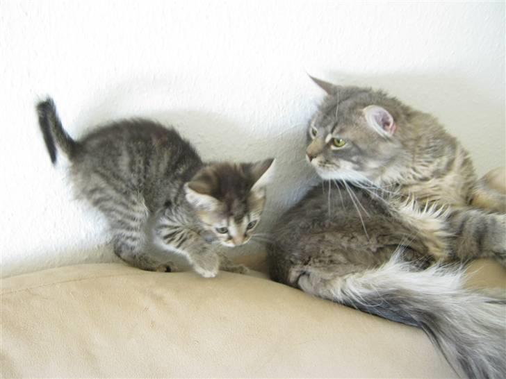 Blanding af racer Cirkeline - Storebror skal lige drilles billede 4