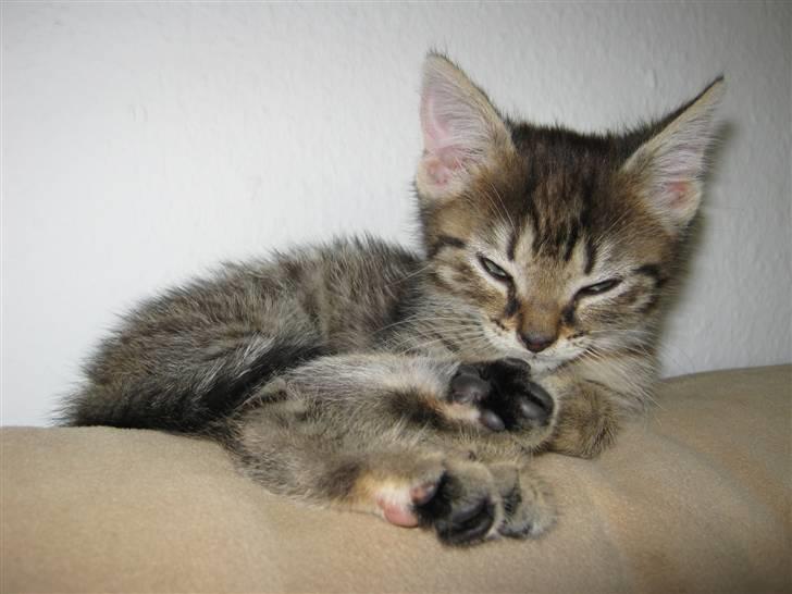 Blanding af racer Cirkeline billede 5