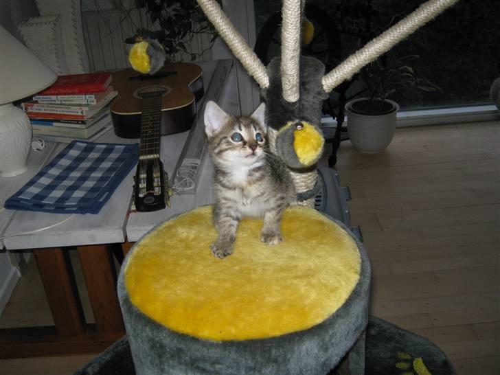 Blanding af racer Cirkeline billede 6