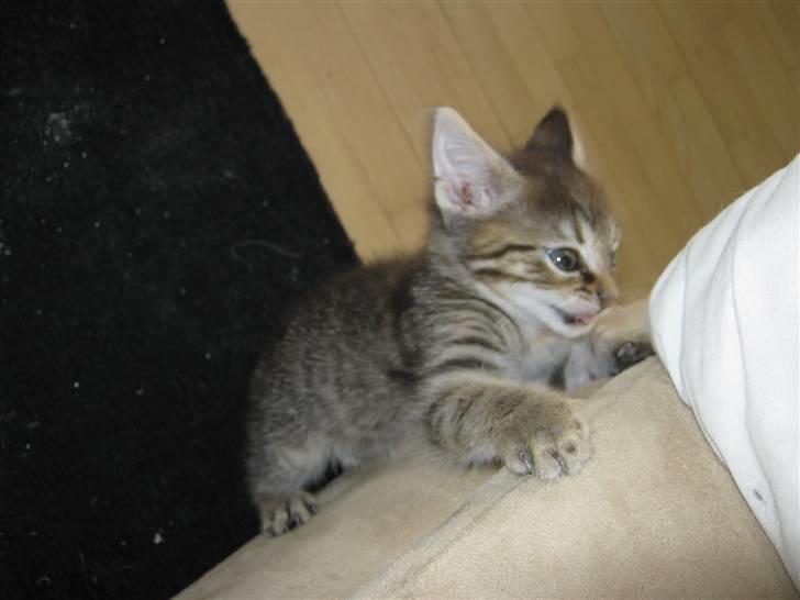 Blanding af racer Cirkeline billede 7