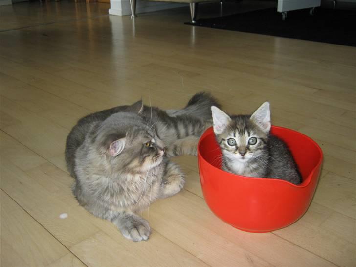 Blanding af racer Cirkeline billede 8