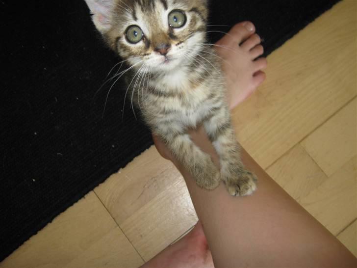 Blanding af racer Cirkeline billede 9