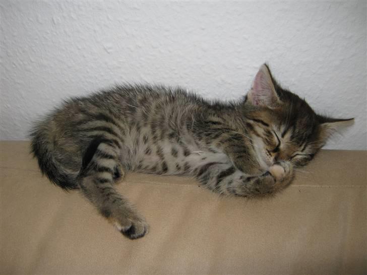 Blanding af racer Cirkeline billede 10