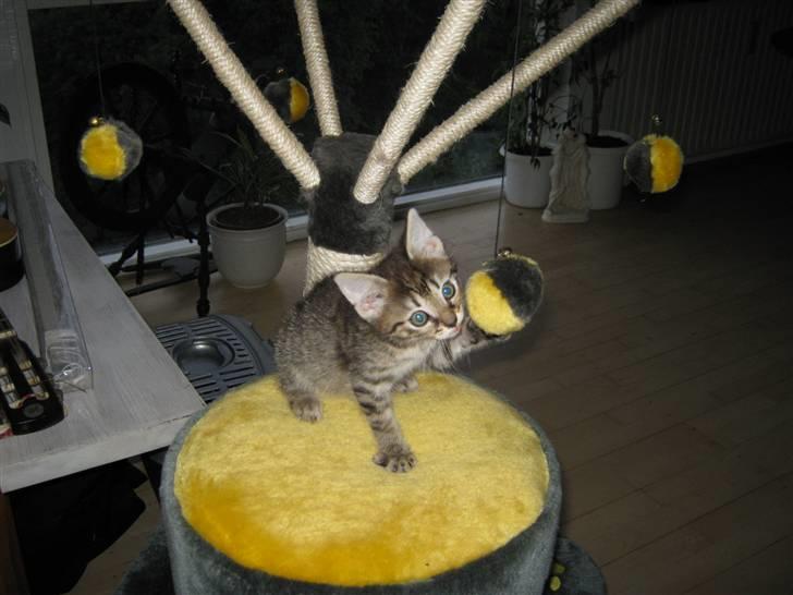 Blanding af racer Cirkeline billede 11