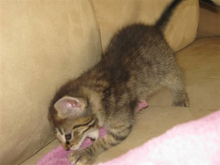 Blanding af racer Cirkeline billede 12