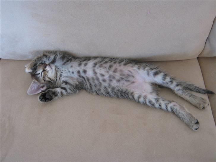 Blanding af racer Cirkeline billede 13