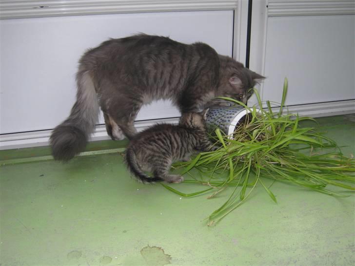 Blanding af racer Cirkeline - Cirkeline lokker Ziggi på afveje billede 14