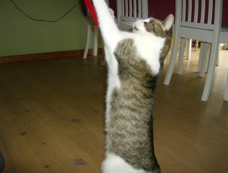 Huskat Klo R.I.P <3 - Denne røde ting, var næsten den eneste ting Klo gad lege med! :P billede 6