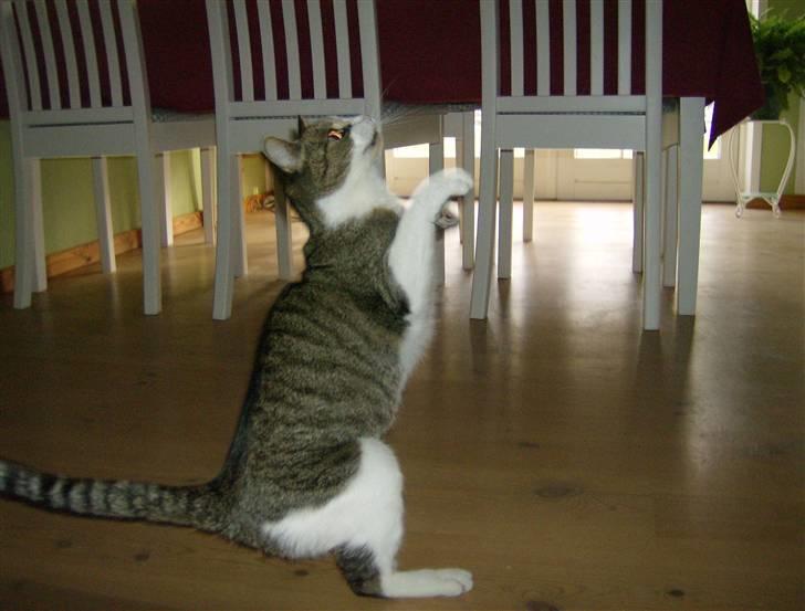 Huskat Klo R.I.P <3 - Klo leger :D billede 7