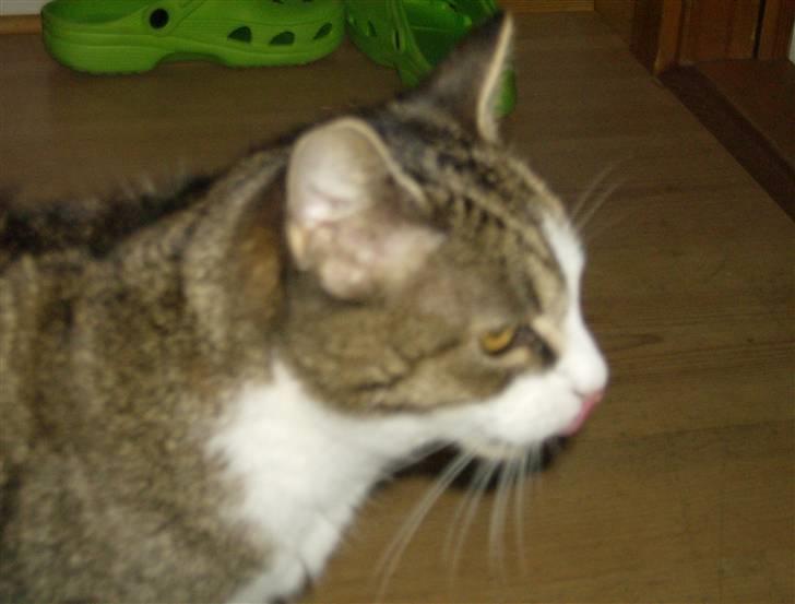 Huskat Klo R.I.P <3 - Man kan godt se, at hun blev en gammel kat ;) billede 8