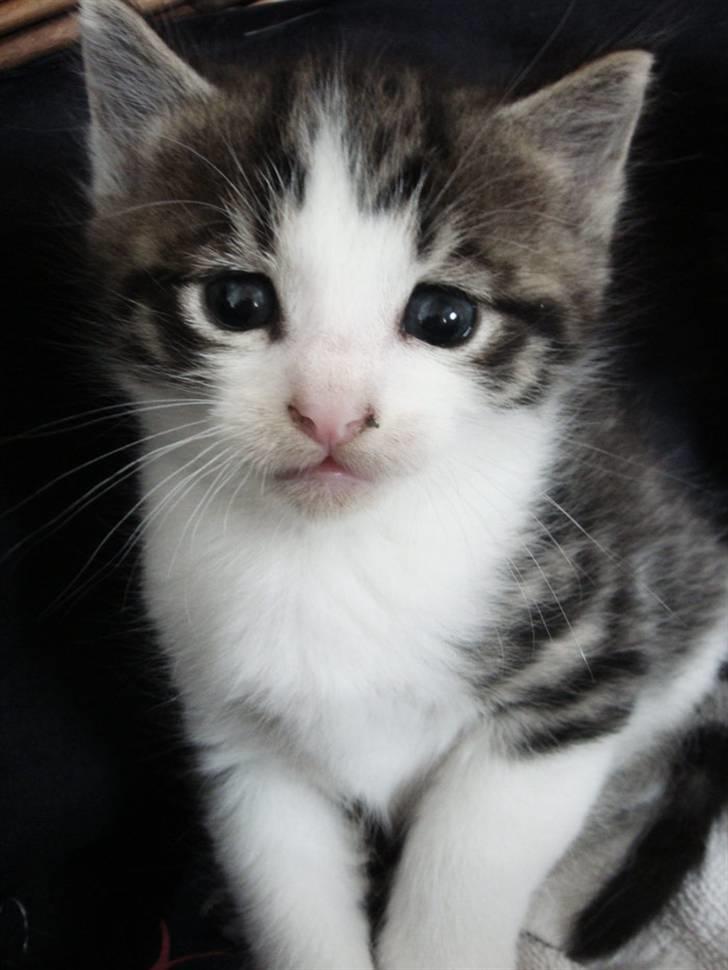 Huskat Felix Von Humboldt billede 1