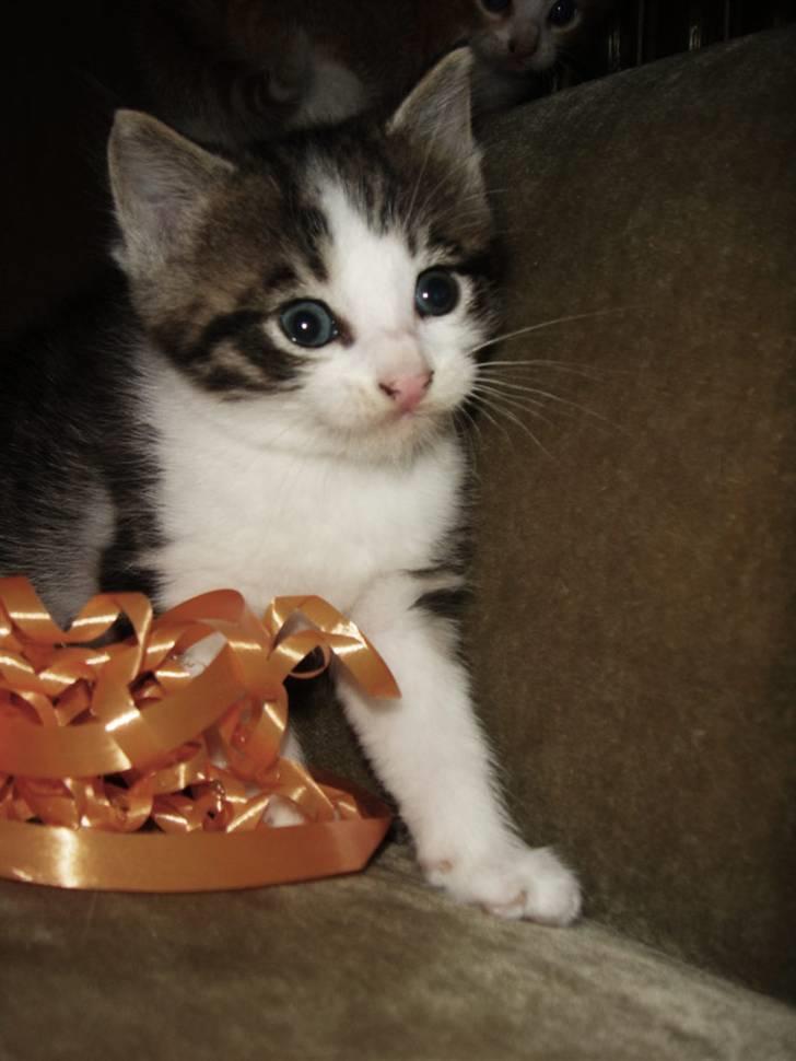 Huskat Felix Von Humboldt billede 2