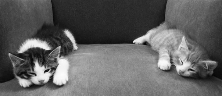 Huskat Felix Von Humboldt billede 3