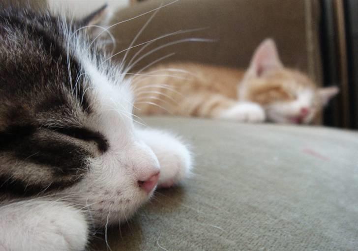 Huskat Felix Von Humboldt billede 4