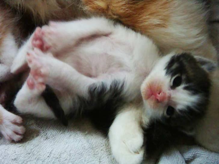 Huskat Felix Von Humboldt billede 5