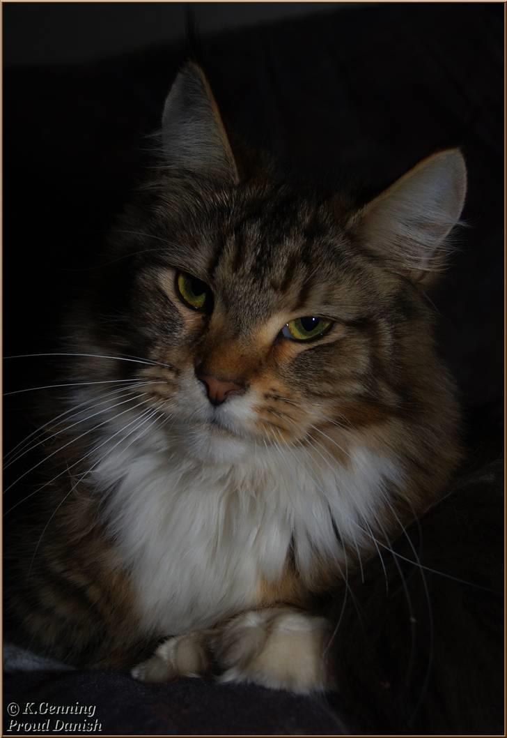 Maine Coon DK Proud Danish MoonDancer - 10 mdr  billede 2