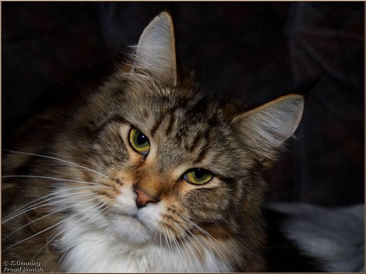 Maine Coon DK Proud Danish MoonDancer billede 3