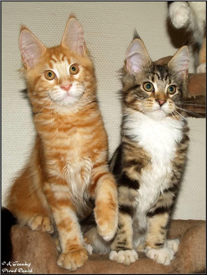 Maine Coon DK Proud Danish MoonDancer billede 12
