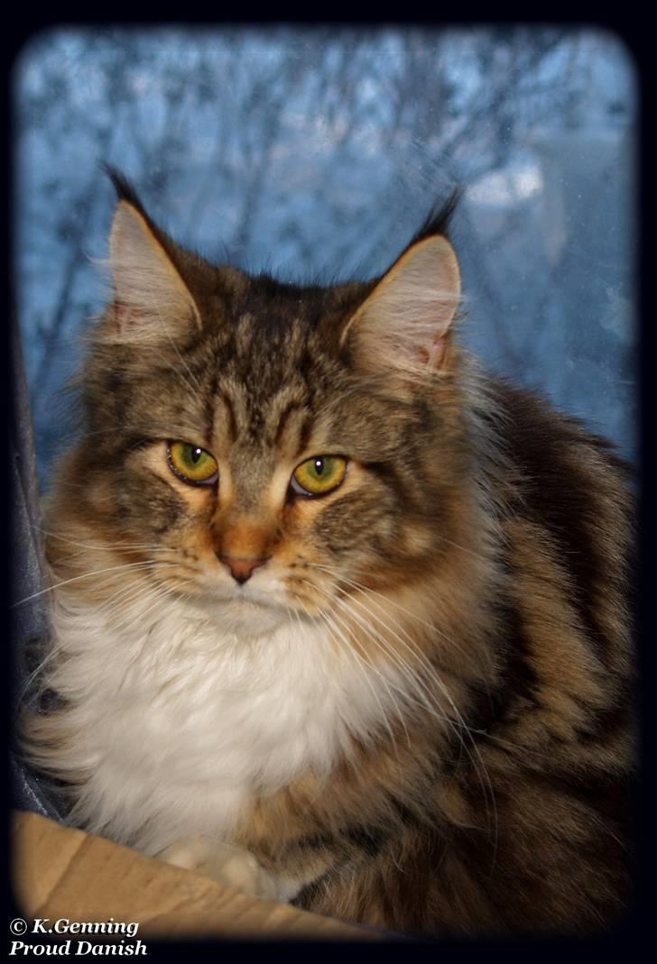 Maine Coon DK Proud Danish MoonDancer billede 13