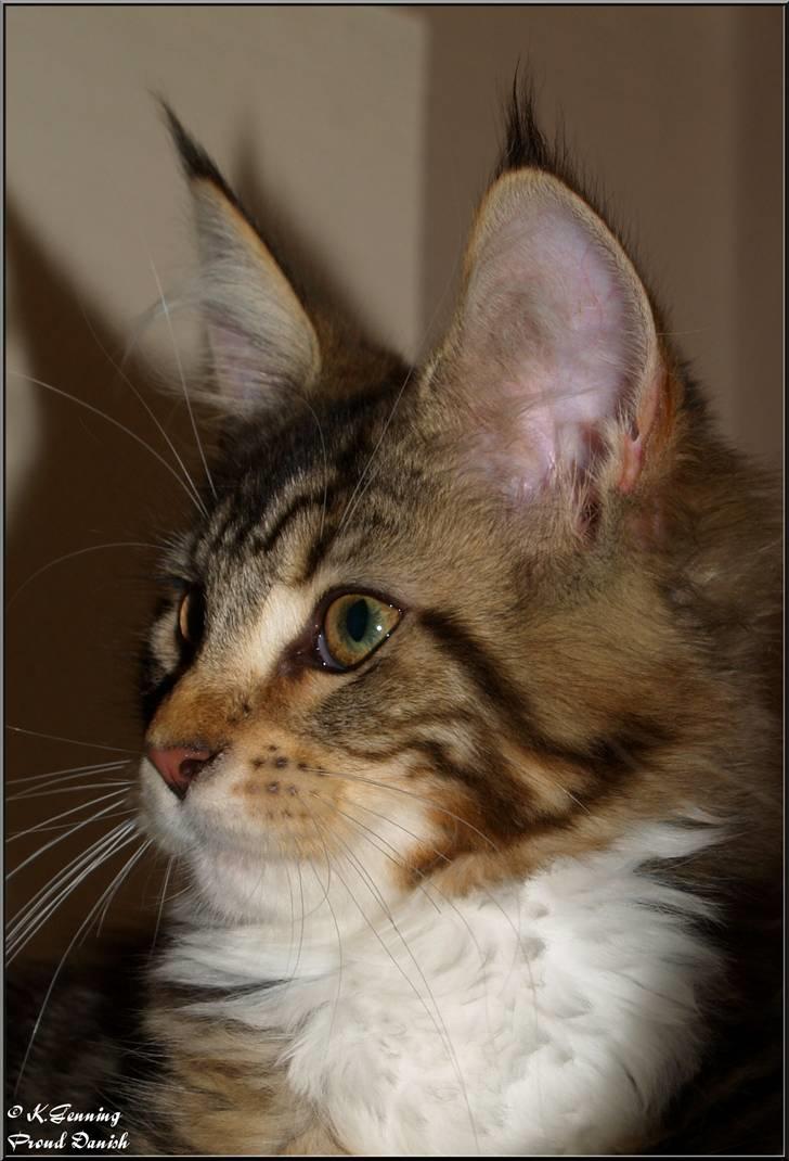 Maine Coon DK Proud Danish MoonDancer billede 14