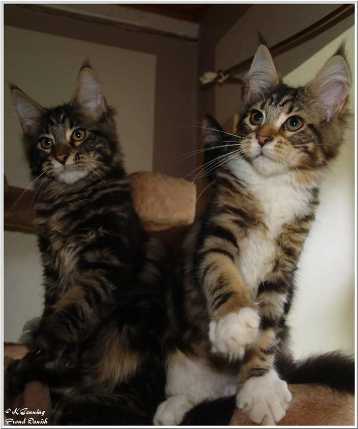 Maine Coon DK Proud Danish MoonDancer billede 15