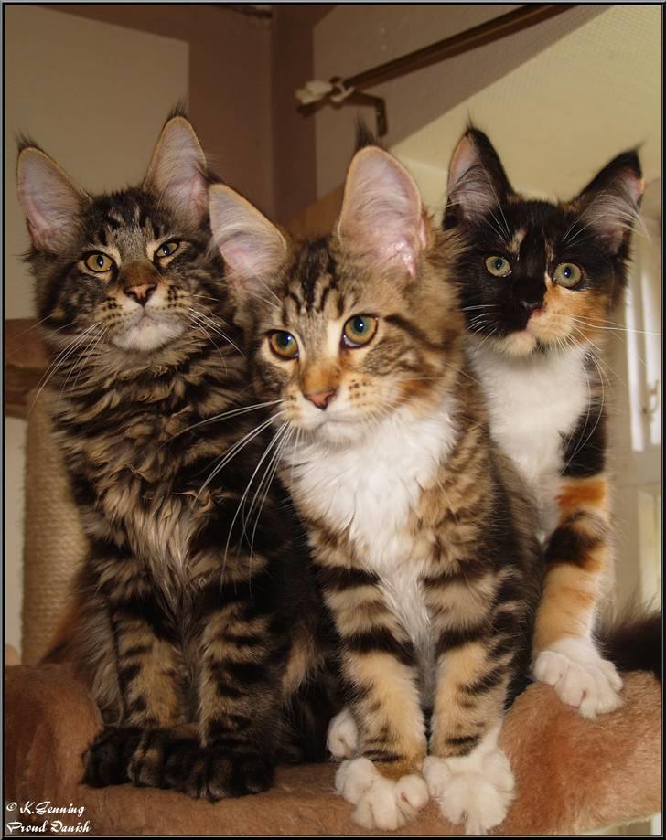 Maine Coon DK Proud Danish MoonDancer billede 16