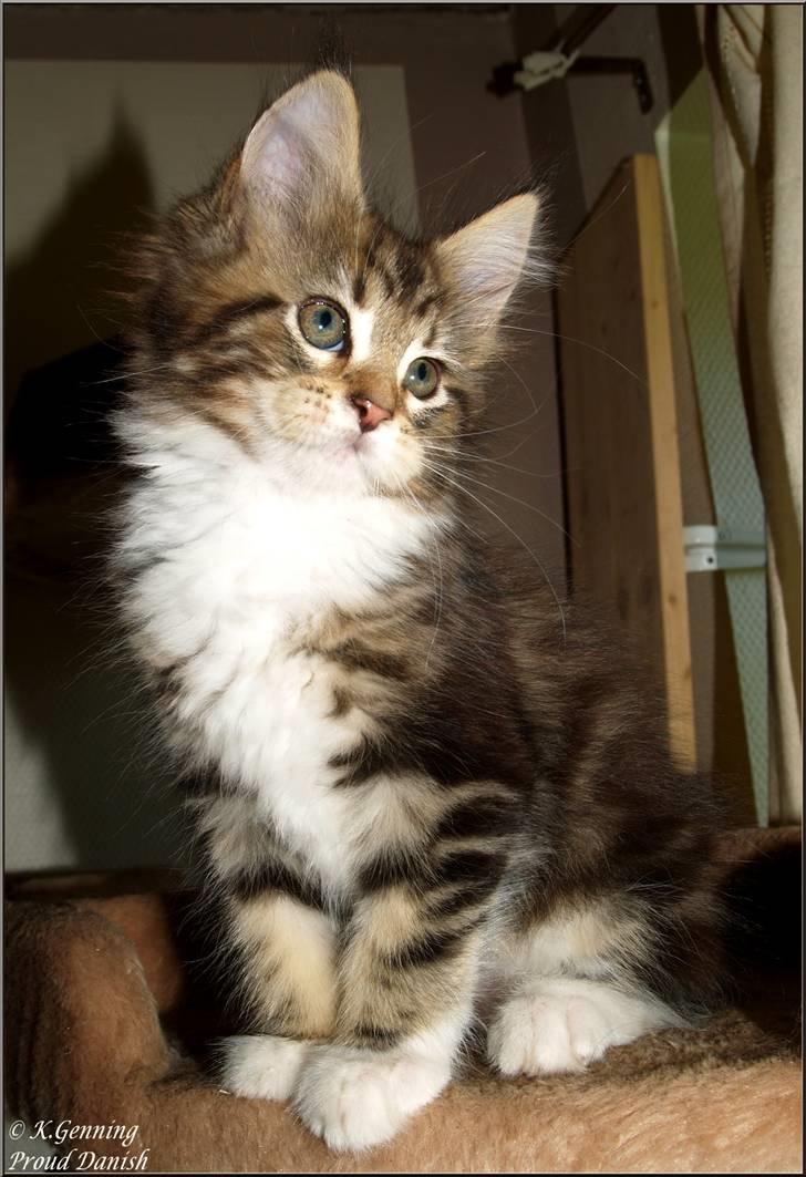 Maine Coon DK Proud Danish MoonDancer billede 17