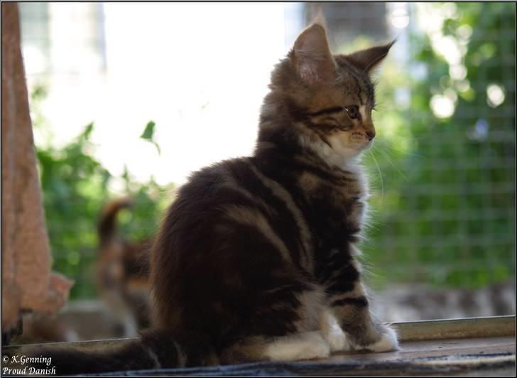 Maine Coon DK Proud Danish MoonDancer billede 18