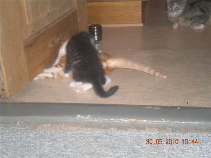 Huskat Bølle(solgt) - Nyt  billede 16