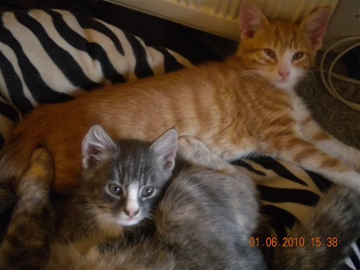 Huskat Bølle(solgt) - Nyt ligge sammen med lucky  billede 17